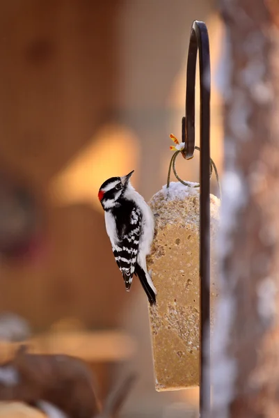 Downy Woodpecker on feeder — Stock Photo, Image