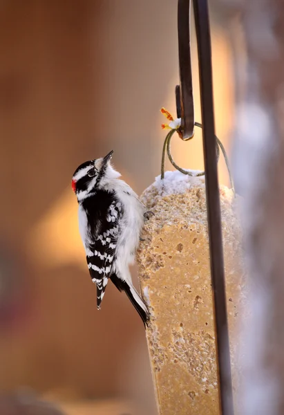 Downy Woodpecker on feeder — Stock Photo, Image