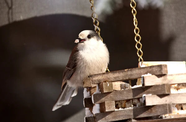 Γκρι jay στο πουλί τροφοδότη το χειμώνα — Φωτογραφία Αρχείου