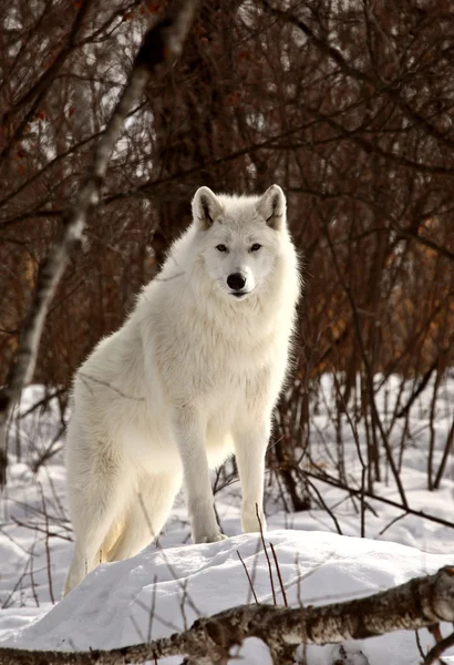 冬の北極のオオカミ ロイヤリティフリーのストック写真
