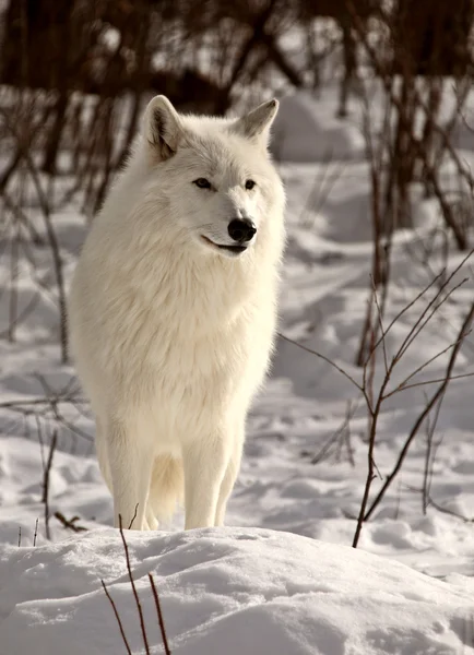 Lobo ártico no inverno Imagens Royalty-Free