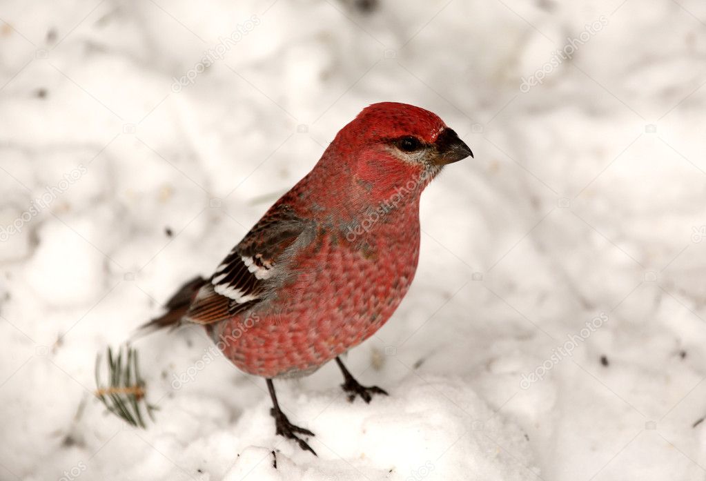 Red Crossbill on snow covered ground