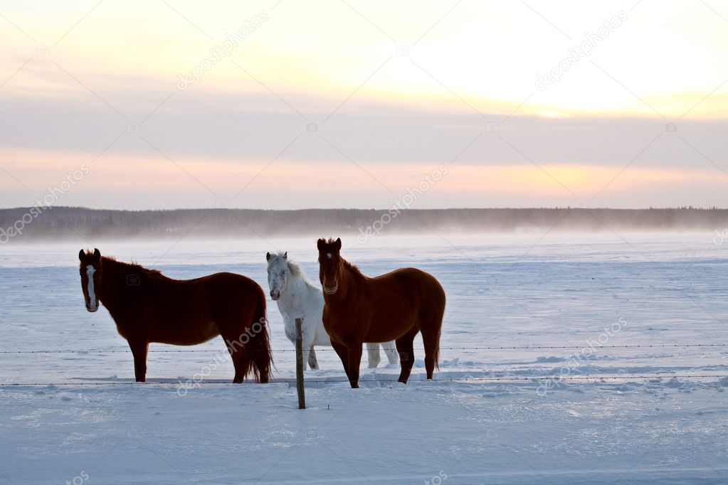 Horses in winter pasture
