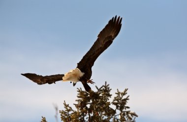 Bald Eagle taking flight from tree clipart