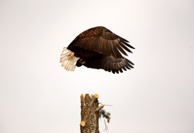 bald eagle nemen vlucht van boom