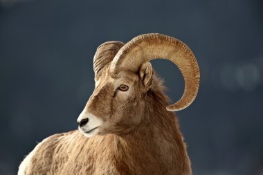 Kışın Bighorn koyun