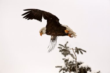 bald eagle nemen vlucht van boom