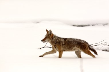 Coyote running through snow covered field clipart