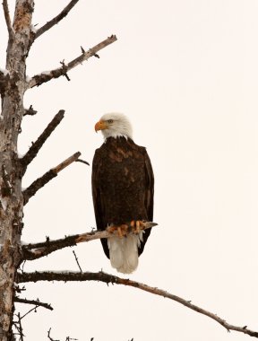 Bald Eagle perched in tree clipart