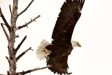 bald eagle nemen vlucht van boom