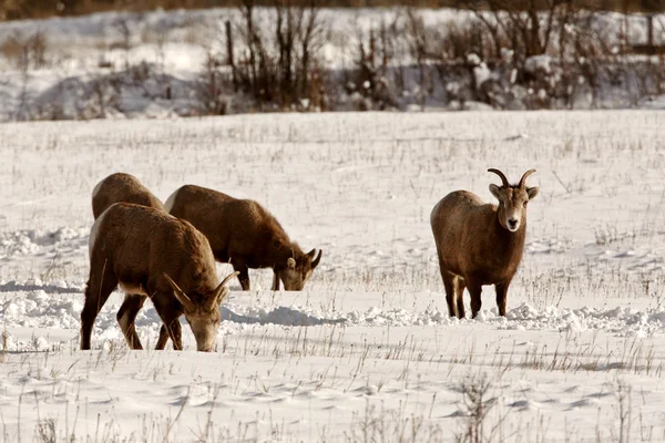 Ovejas Bighorn en invierno —  Fotos de Stock
