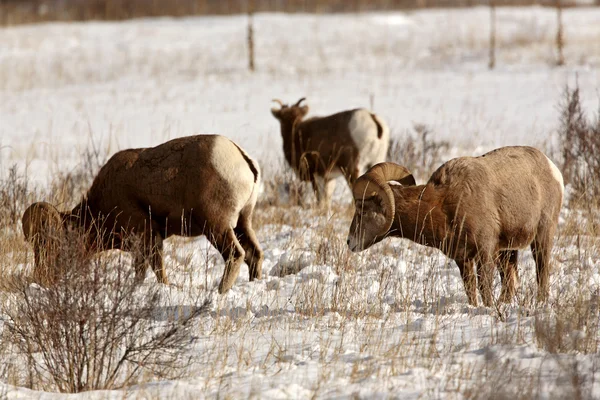 Ovejas Bighorn en invierno — Foto de Stock