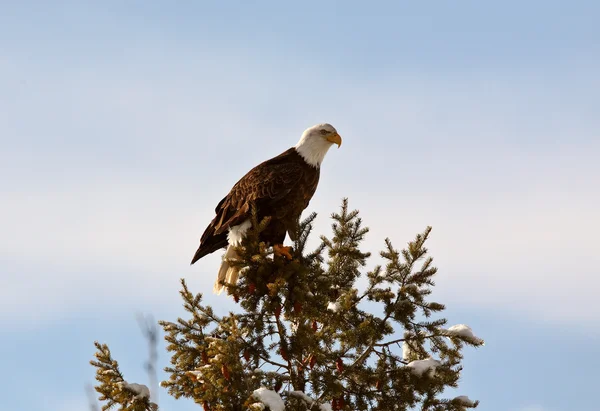 Águila calva huyendo del árbol —  Fotos de Stock