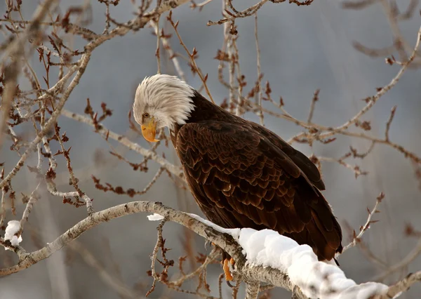 Bald Eagle perched in tree — Stock Photo, Image