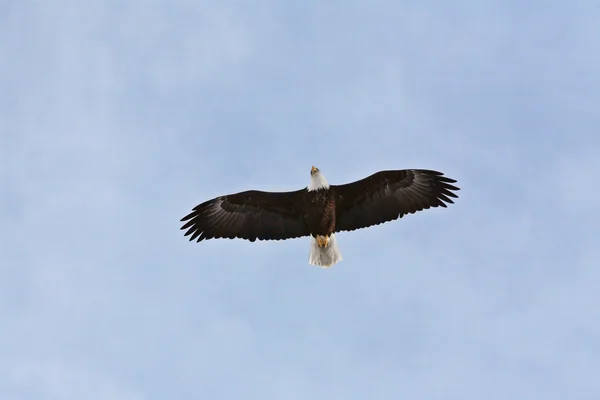 Águila calva en vuelo —  Fotos de Stock