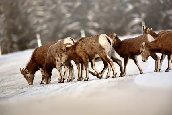 Ovce tlustorohá v zimě — Stock fotografie