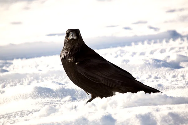 Corbeau en hiver à l'arrêt en bord de route — Photo