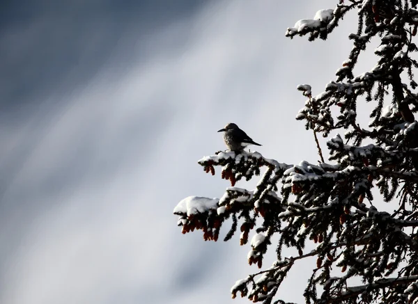 stock image Unknown bird in tree in winter