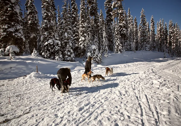 Stock image Dogsled racing in Alberta