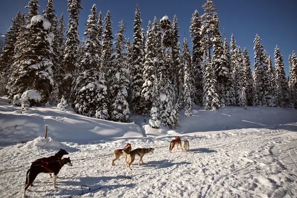 stock image Dogsled racing in Alberta