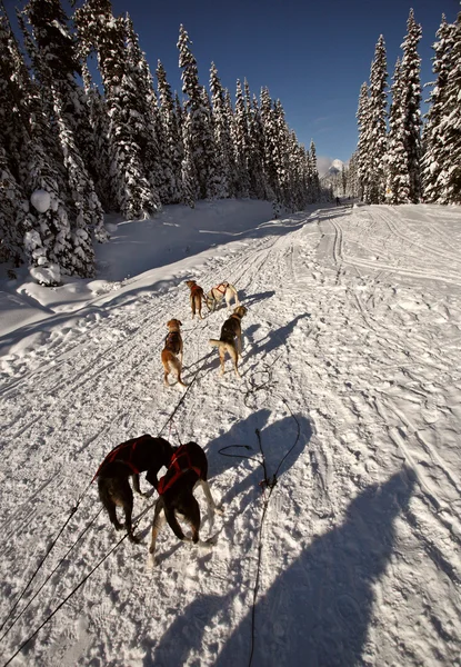 Hundeschlittenrennen in Alberta — Stockfoto