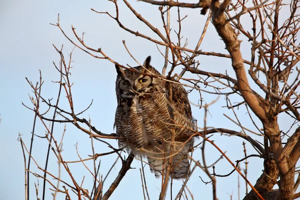 GreatHorned Owl perched in tree — Stock Photo, Image