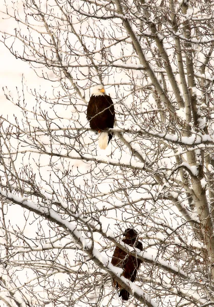 Dos águila calva encaramada en el árbol —  Fotos de Stock