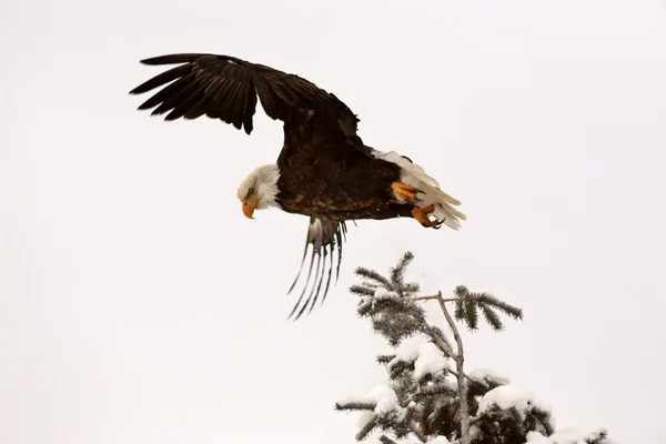 Aquila calva che prende il volo dall'albero — Foto Stock