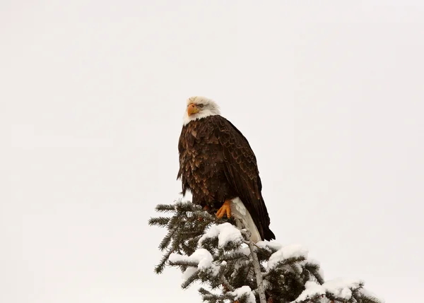 Bald Eagle perched in tree — Stock Photo, Image