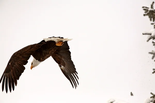 Bald eagle nemen vlucht van boom — Stockfoto