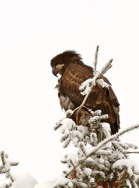 Águila calva posada en el árbol —  Fotos de Stock