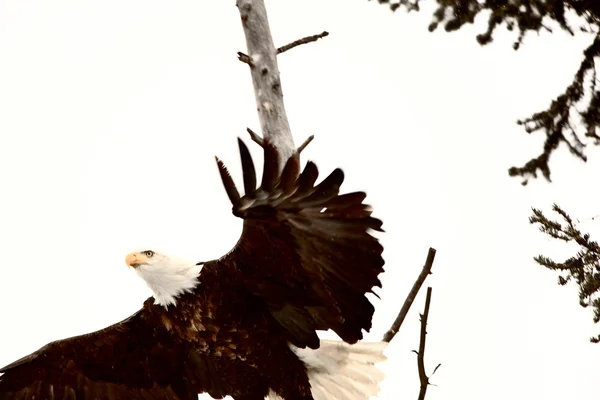 Águila calva huyendo del árbol — Foto de Stock