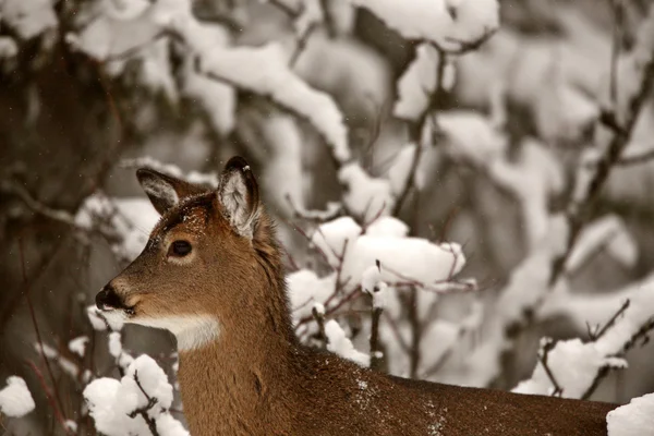 White tailed Deer in winter — Stock Photo, Image