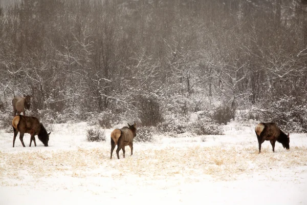 Elanden grazen in de winter — Stockfoto