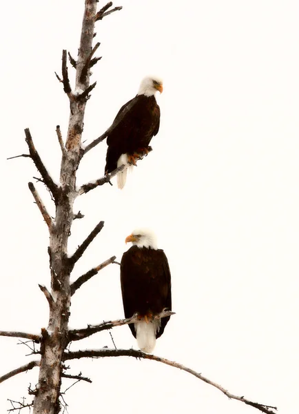 Two Bald Eagles perched in tree — Stock Photo, Image