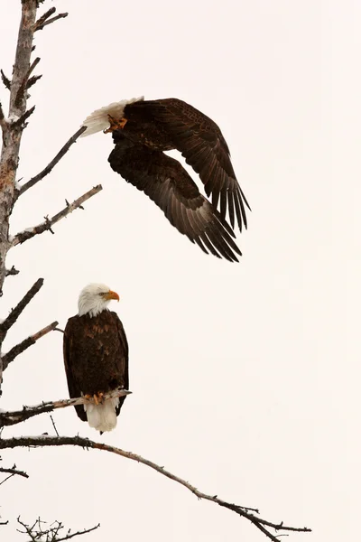 Two Bald Eagles perched and flying from tree — Stock Photo, Image