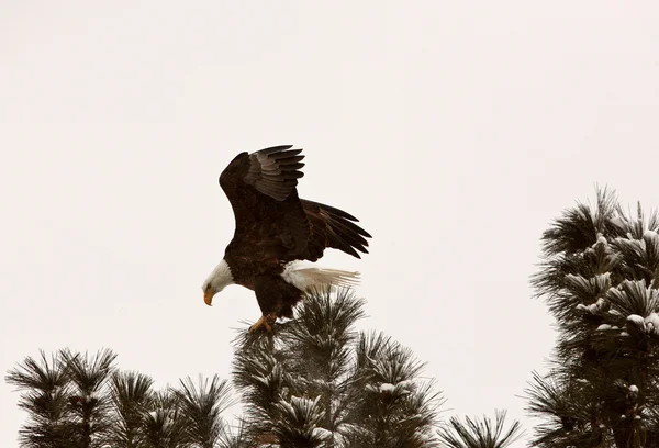 Águila calva encendida en árbol —  Fotos de Stock
