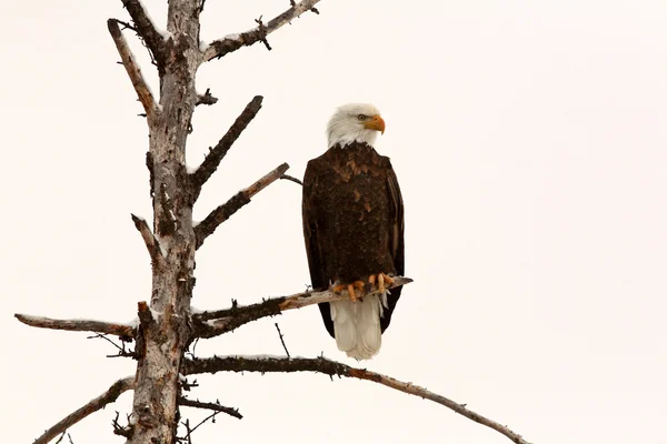 Águila calva posada en el árbol —  Fotos de Stock