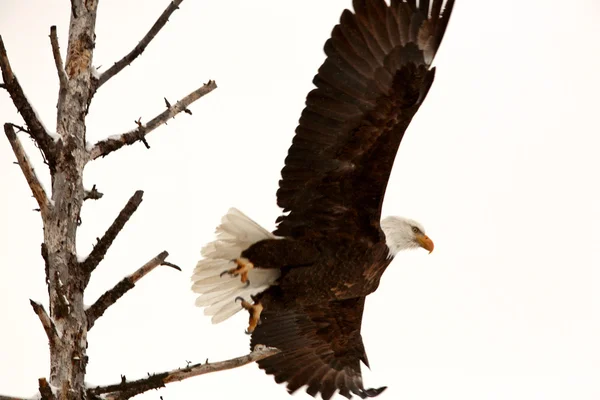 Bald Eagle taking flight from tree — Stock Photo, Image