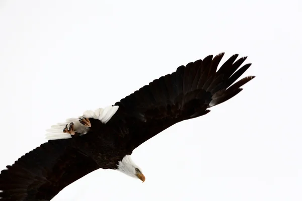 Лисий орел у польоті — стокове фото