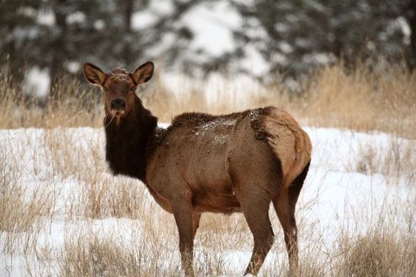 Kışın Elk — Stok fotoğraf