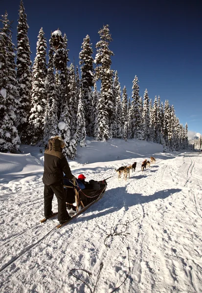 Собачьи упряжки в Альберте — стоковое фото