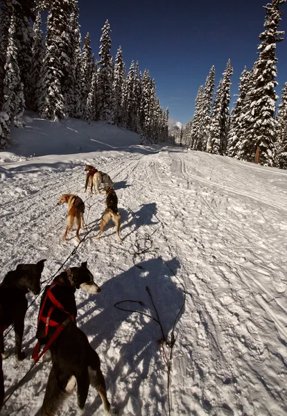 Course de traîneaux à chiens en Alberta — Photo