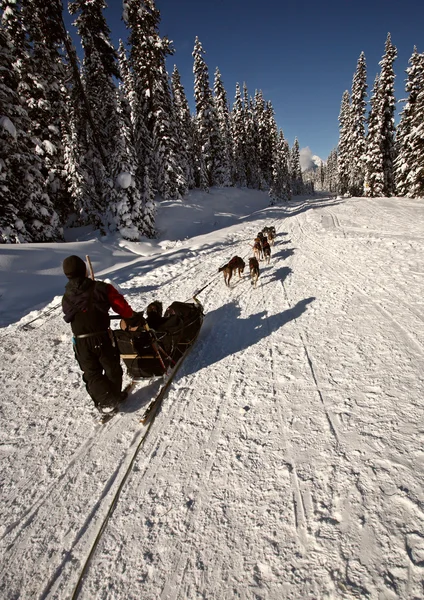 Собачьи упряжки в Альберте — стоковое фото