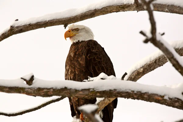 Bald Eagle perched in tree Stock Image