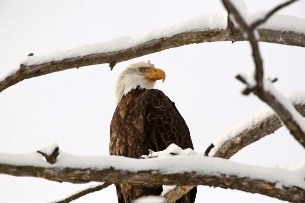 Bald Eagle perched in tree Royalty Free Stock Photos