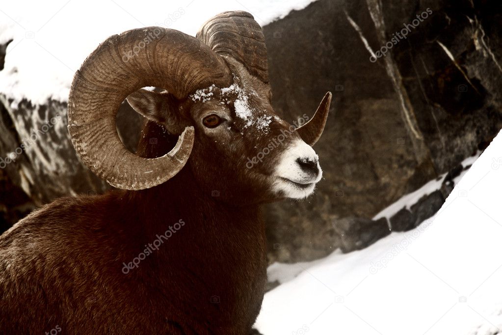 Bighorn Sheep in winter