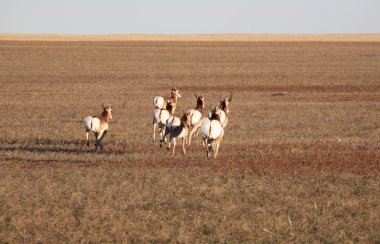 kadın pronghorn çalışan antilop