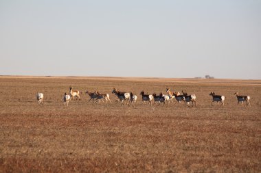 çayır üzerinde pronghorn antilop sürüsü