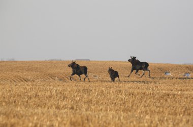 Boğa inek ve Dana geyik geçidi anız alan